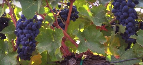 Images of Harvest and Autumn